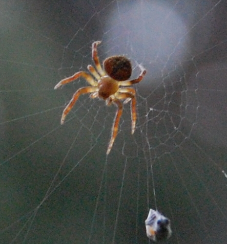 Araneidae